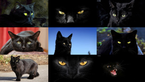 Black Cats