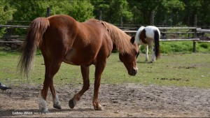 RIDING STABLES- Donau-Auen (Lobau) Vienna