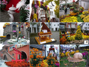 Chrysantemum Festival In Germany