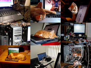 Katzen und Computer