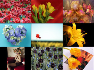 klicke hier, um die Datei herunterzuladen Blumenblüten