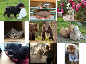 klicke hier, um die Datei herunterzuladen Tierfreunde 21