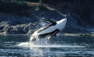 klicke hier, um die Datei herunterzuladen Orca-Wale