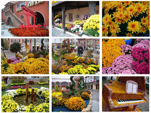 ChrysanthemumFestival Lahr Germany