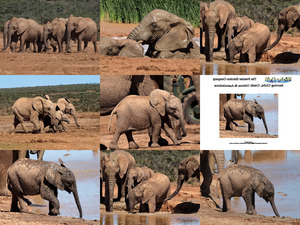 Baby Elefanten