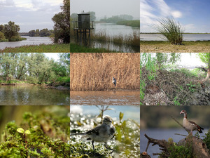 klicke hier, um die Datei herunterzuladen Biesbosch