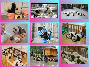 Japan Panda kindergarten E