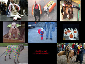 Antiquus 886 - Warum Hunde Halloween hassen