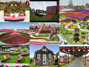 Miracle Garden - Dubai