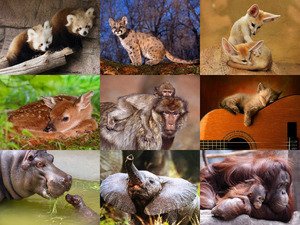 klicke hier, um die Datei herunterzuladen Tierbabies