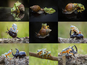 klicke hier, um die Datei herunterzuladen Frosch auf Käfer