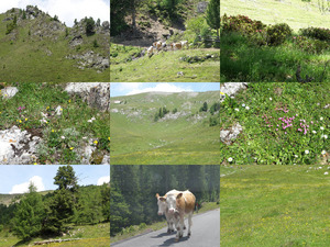 klicke hier, um die Datei herunterzuladen Alpenblumen