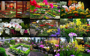 flowersingreenhouses