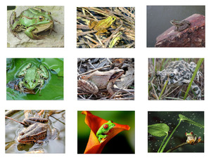 klicke hier, um die Datei herunterzuladen Der kleine Springer Der Frosch