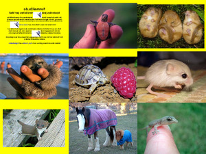 klicke hier, um die Datei herunterzuladen Herzige Tierbabys