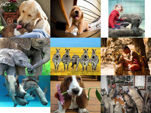 klicke hier, um die Datei herunterzuladen Tierfreunde 6