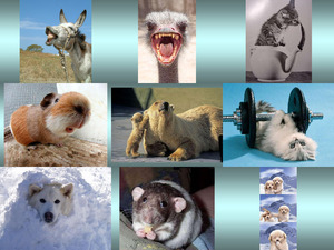 klicke hier, um die Datei herunterzuladen Animalities