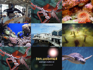 USA-Aquarium de Monterey-Bay-2