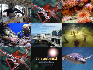 klicke hier, um die Datei herunterzuladen USA-Aquarium de Monterey-Bay-2