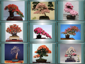 klicke hier, um die Datei herunterzuladen bonsai