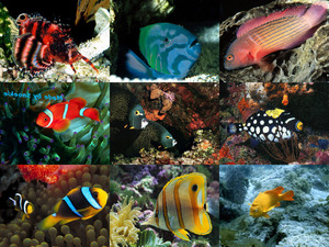 Kleurrijke koraalvissen deel 1