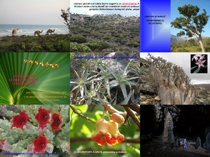 Socotra Island