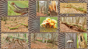 klicke hier, um die Datei herunterzuladen Der Sachsenwald