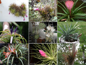 Tillandsia