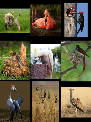 klicke hier, um die Datei herunterzuladen Vogels 2
