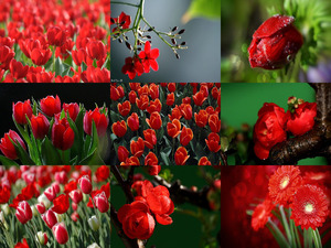 En Rojo in Red - Albanandy 