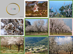 klicke hier, um die Datei herunterzuladen Mandelblüte auf Mallorca