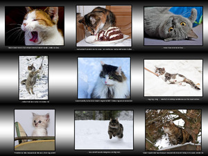 klicke hier, um die Datei herunterzuladen Winterkatzen