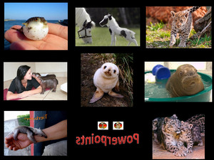 klicke hier, um die Datei herunterzuladen Tierbabys
