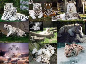 klicke hier, um die Datei herunterzuladen Tiger