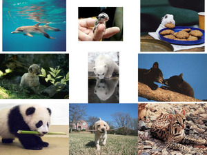 klicke hier, um die Datei herunterzuladen zauberhafte Tierbabys