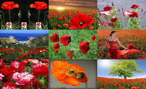 klicke hier, um die Datei herunterzuladen Super schöne Mohnblumen