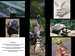klicke hier, um die Datei herunterzuladen Biodiversitaet Sam