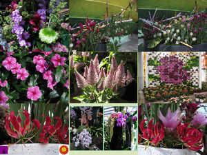 klicke hier, um die Datei herunterzuladen Blumenschau im Gewächshaus