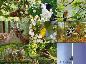 klicke hier, um die Datei herunterzuladen Animals