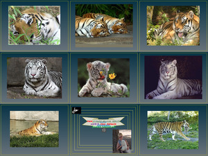 klicke hier, um die Datei herunterzuladen Tiger