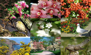 klicke hier, um die Datei herunterzuladen Symphonie der Natur