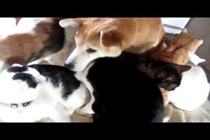 Ein Hund und viele Katzen