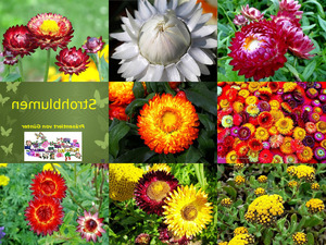 klicke hier, um die Datei herunterzuladen Strohblumen