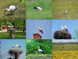 klicke hier, um die Datei herunterzuladen Der Storch
