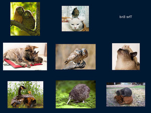 klicke hier, um die Datei herunterzuladen Adorable