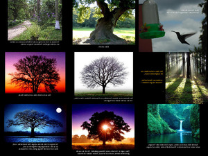 klicke hier, um die Datei herunterzuladen The Song of the birds ek
