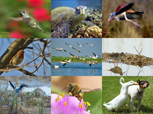 klicke hier, um die Datei herunterzuladen bella naturaleza