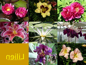 klicke hier, um die Datei herunterzuladen Lilien