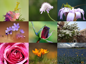 Traumhafte Aufnahmen von Blumen und Blten