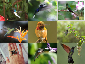 klicke hier, um die Datei herunterzuladen Kolibris